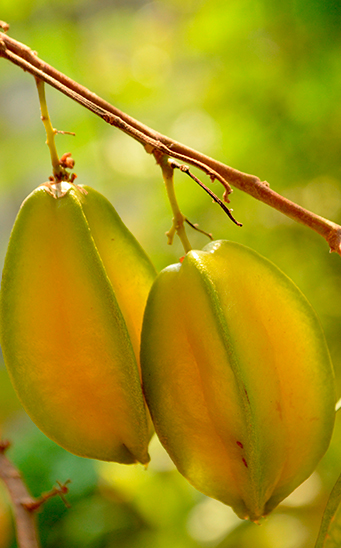 propiedades de la carambola