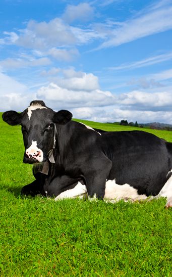 Las vacas de granjas ecológicas se ordeñan con menor frecuencia