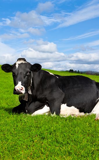 Leche ecológica, biológica u organica Las vacas de granjas ecológicas se ordeñan con menor frecuencia