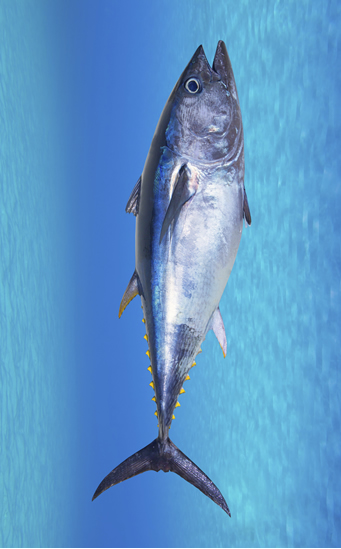 Propiedades nutricionales del atún