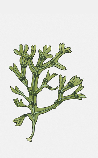 propiedades de fucus propiedades de fucus