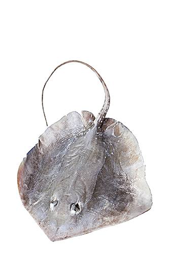 La raya, pescado blanco con un bajo contenido en grasa.