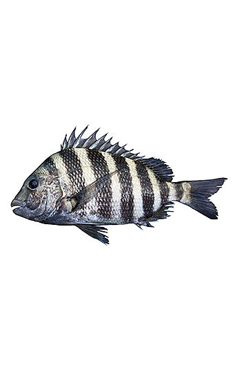 Sargo, pescado semigraso Sargo, pescado semigraso