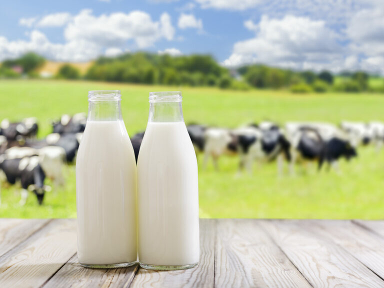 Botellas de leche ecológica con vacas en campo de pasto