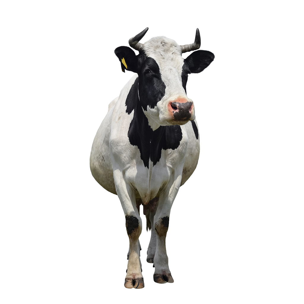 Vaca lechera blanca y negra mirando a cámara