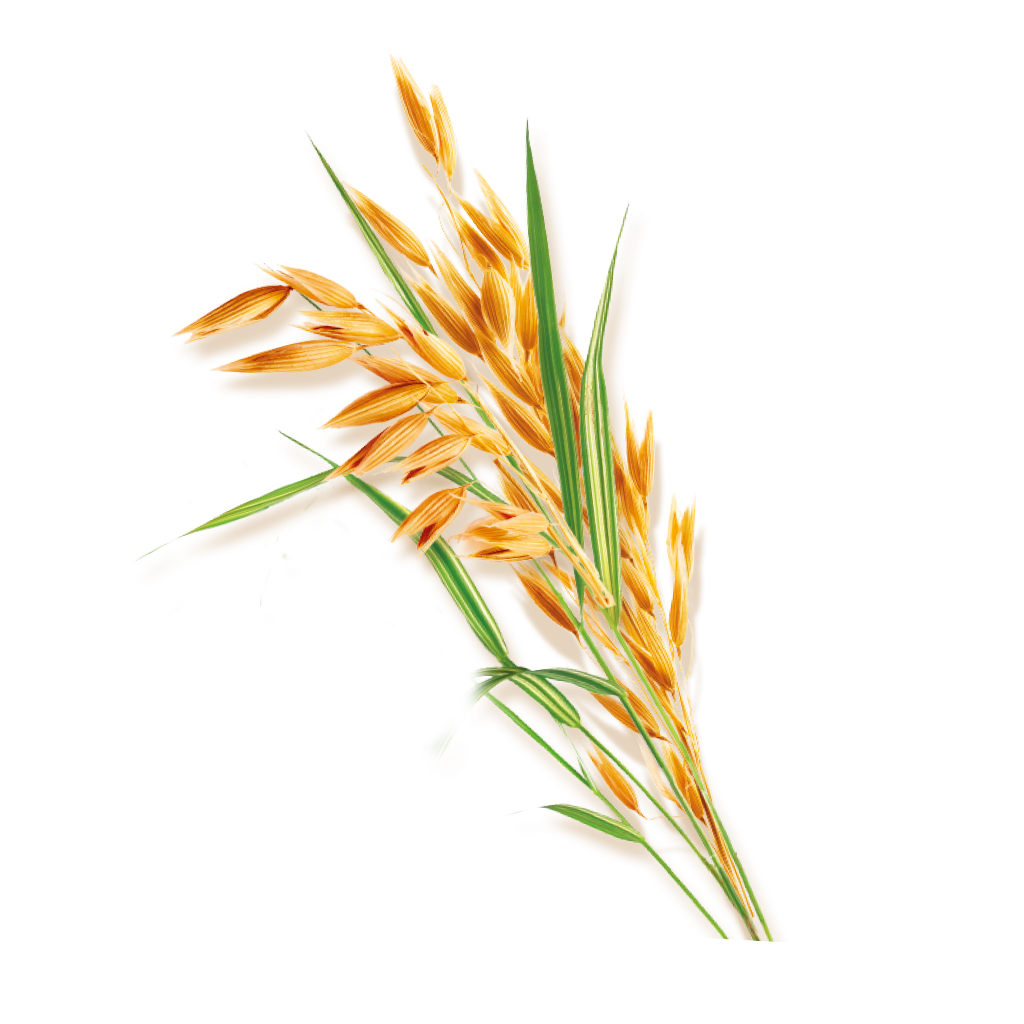 Espigas de trigo y cereales naturales