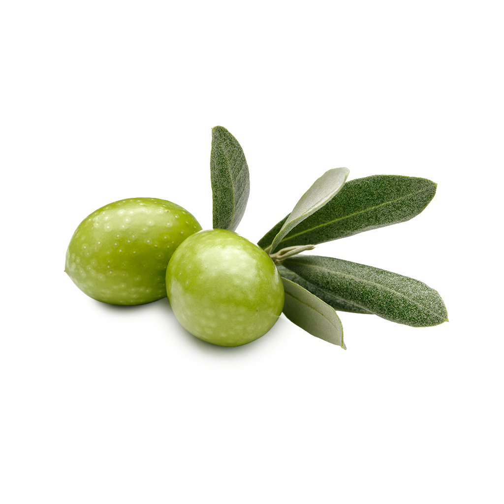 Aceitunas verdes frescas con hojas de olivo sobre fondo blanco