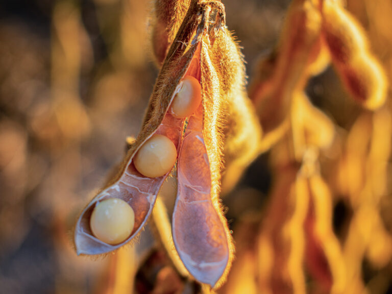 Vainas de soja con granos de soja alimentos naturales