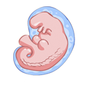 Ilustración embrion feto en útero embarazo gestación maternal desarrollo prenatal