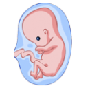 Ilustración feto bebé desarrollo en útero embarazo gestación maternal prenatal