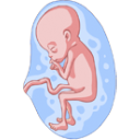 Ilustración feto desarrollo embarazo gestación etapa prenatal útero nutrición maternal