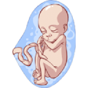 Ilustración feto desarrollo semana 4 gestación embrión