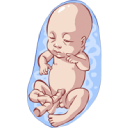 Ilustración feto desarrollo semana 5 gestación embrión