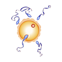 Ícono cigüeña naranja calculadora fecha parto embarazo embarazada herramienta