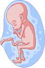 Feto en primer trimestre del embarazo